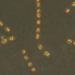 它在黑暗中沉寂了7000年，终于被科学家复活了