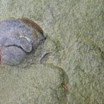 他们找出一堆5亿年前的化石，却发现上面全是问号