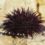 这种生物全身都是大脑和眼睛，正被端上人类餐桌