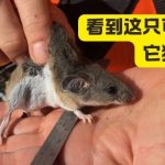 在一夫一妻制排行榜上，人类排第七