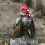 石墨烯里加鸟屎，电池里放猫粮，他们靠“邪修”登上顶刊