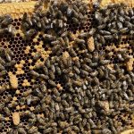 生孩子变慢后，它被自己的孩子赶出家门