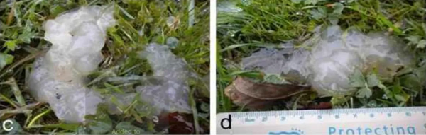 天降神秘黏液！诡异白色凝胶突然出现又消失，科学家至今不确定它是什么
