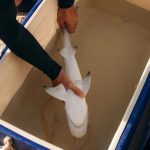 掏完大白鲨的肝脏，啃蓝鲸舌头，有没有人能管管这种邪恶动物了