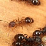 这种动物，没有雄性，它们靠一种恶心的方式繁衍后代